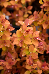 Double Play Big Bang Spirea (Spiraea 'Tracy') at Debbie's Greenhouse & Garden Centre