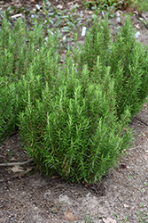 Barbeque Rosemary (Rosmarinus officinalis 'Barbeque') at Debbie's Greenhouse & Garden Centre