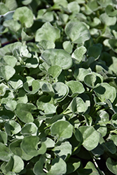 Silver Falls Dichondra (Dichondra argentea 'Silver Falls') at Debbie's Greenhouse & Garden Centre
