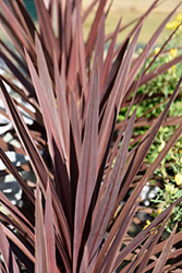 Red Star Red Grass Tree (Cordyline australis 'Red Star') at Debbie's Greenhouse & Garden Centre