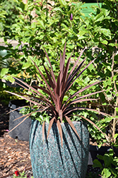 Red Star Red Grass Tree (Cordyline australis 'Red Star') at Debbie's Greenhouse & Garden Centre