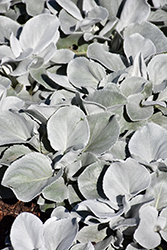 Angel Wings Senecio (Senecio candicans 'Senaw') at Debbie's Greenhouse & Garden Centre