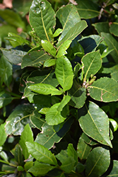 Pride of Provence Bay Laurel (Laurus nobilis 'Pride of Provence') at Debbie's Greenhouse & Garden Centre