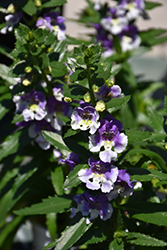 Angelface Wedgwood Blue Angelonia (Angelonia angustifolia 'Angelface Wedgwood Blue') at Debbie's Greenhouse & Garden Centre