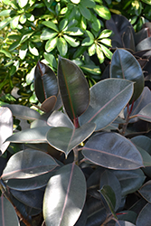 Burgundy Bush Rubber Plant (Ficus elastica 'Burgundy Bush') at Debbie's Greenhouse & Garden Centre