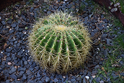 Golden Barrel Cactus (Echinocactus grusonii) at Debbie's Greenhouse & Garden Centre