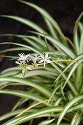 Spider Plant (Chlorophytum comosum) at Debbie's Greenhouse & Garden Centre