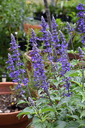 Mystic Spires Sage (Salvia 'Mystic Spires') at Debbie's Greenhouse & Garden Centre