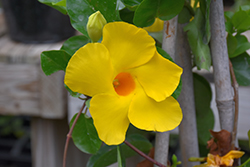 Yellow Mandevilla (Mandevilla 'Yellow') at Debbie's Greenhouse & Garden Centre