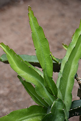 Dragon Fruit (Hylocereus undatus) at Debbie's Greenhouse & Garden Centre
