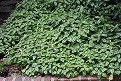 Aluminum Plant (Pilea cadierei) at Debbie's Greenhouse & Garden Centre
