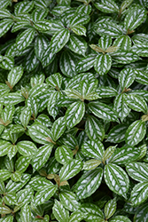 Aluminum Plant (Pilea cadierei) at Debbie's Greenhouse & Garden Centre