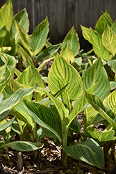 Bengal Tiger Canna (Canna 'Bengal Tiger') at Debbie's Greenhouse & Garden Centre