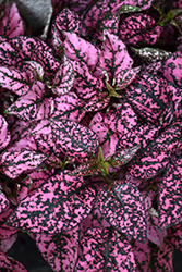 Splash Select Pink Polka Dot Plant (Hypoestes phyllostachya 'PAS2341') at Debbie's Greenhouse & Garden Centre