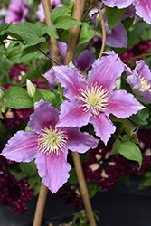 Piilu Clematis (Clematis 'Piilu') at Debbie's Greenhouse & Garden Centre