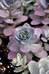 Plum Dazzled Stonecrop (Sedum 'Plum Dazzled') at Debbie's Greenhouse & Garden Centre