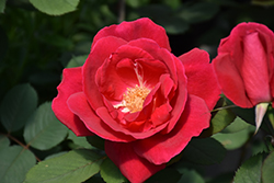 Winnipeg Parks Rose (Rosa 'Winnipeg Parks') at Debbie's Greenhouse & Garden Centre