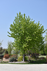 Silver Cloud Silver Maple (Acer saccharinum 'Silver Cloud') at Debbie's Greenhouse & Garden Centre