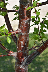 Ming Cherry (Prunus maackii 'Ming') at Debbie's Greenhouse & Garden Centre