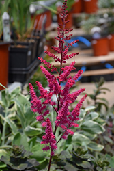 Mighty Chocolate Cherry Chinese Astilbe (Astilbe chinensis 'Mighty Chocolate Cherry') at Debbie's Greenhouse & Garden Centre