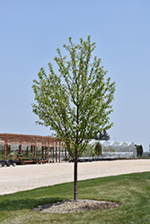Ming Cherry (Prunus maackii 'Ming') at Debbie's Greenhouse & Garden Centre