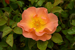 Bill Reid Rose (Rosa 'Bill Reid') at Debbie's Greenhouse & Garden Centre