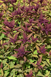 Double Play Doozie Spirea (Spiraea 'NCSX2') at Debbie's Greenhouse & Garden Centre