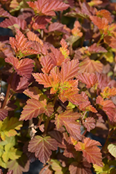 Amber Jubilee Ninebark (Physocarpus opulifolius 'Jefam') at Debbie's Greenhouse & Garden Centre