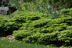 Little Gem Spruce (Picea abies 'Little Gem') at Debbie's Greenhouse & Garden Centre