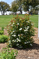 Redwing Highbush Cranberry (Viburnum trilobum 'JN Select') at Debbie's Greenhouse & Garden Centre