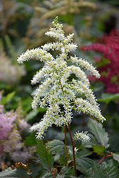 Cappuccino Astilbe (Astilbe x arendsii 'Cappuccino') at Debbie's Greenhouse & Garden Centre