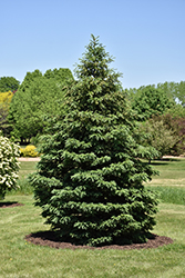 Black Hills Spruce (Picea glauca var. densata) at Debbie's Greenhouse & Garden Centre
