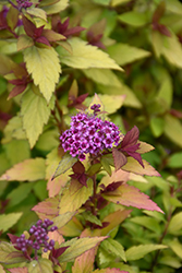 Poprocks Rainbow Fizz Spirea (Spiraea japonica 'Matgold') at Debbie's Greenhouse & Garden Centre
