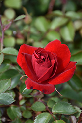 Canadian Shield Rose (Rosa 'CCA576') at Debbie's Greenhouse & Garden Centre