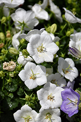 Rapido White Bellflower (Campanula carpatica 'Rapido White') at Debbie's Greenhouse & Garden Centre