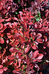 Cherry Bomb Japanese Barberry (Berberis thunbergii 'Monomb') at Debbie's Greenhouse & Garden Centre