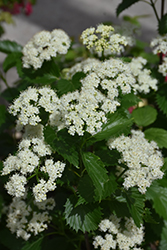 Blue Muffin Viburnum (Viburnum dentatum 'Christom') at Debbie's Greenhouse & Garden Centre