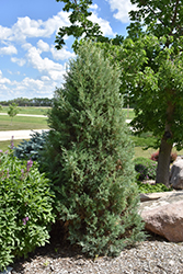 Medora Juniper (Juniperus scopulorum 'Medora') at Debbie's Greenhouse & Garden Centre