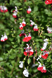 Hot Lips Sage (Salvia microphylla 'Hot Lips') at Debbie's Greenhouse & Garden Centre