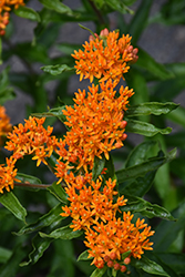 Butterfly Weed (Asclepias tuberosa) at Debbie's Greenhouse & Garden Centre