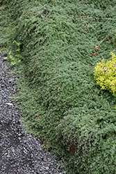 Wooly Thyme (Thymus pseudolanuginosis) at Debbie's Greenhouse & Garden Centre