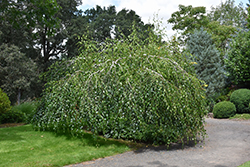 Young's Weeping Birch (Betula pendula 'Youngii') at Debbie's Greenhouse & Garden Centre