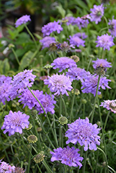 Flutter Deep Blue Pincushion Flower (Scabiosa columbaria 'Balfluttdelu') at Debbie's Greenhouse & Garden Centre