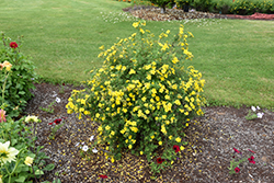 Gold Star Potentilla (Potentilla fruticosa 'Gold Star') at Debbie's Greenhouse & Garden Centre