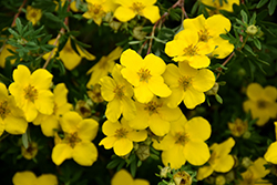Gold Star Potentilla (Potentilla fruticosa 'Gold Star') at Debbie's Greenhouse & Garden Centre