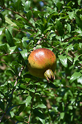 Pomegranate (Punica granatum) at Debbie's Greenhouse & Garden Centre