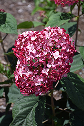Invincibelle Ruby Hydrangea (Hydrangea arborescens 'NCHA3') at Debbie's Greenhouse & Garden Centre