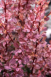Rose Glow Japanese Barberry (Berberis thunbergii 'Rose Glow') at Debbie's Greenhouse & Garden Centre