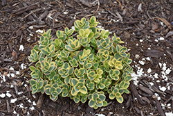 Lime Twister Stonecrop (Sedum 'Lime Twister') at Debbie's Greenhouse & Garden Centre
