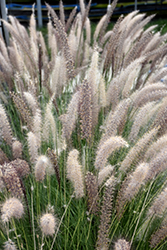 Fountain Grass (Pennisetum setaceum) at Debbie's Greenhouse & Garden Centre